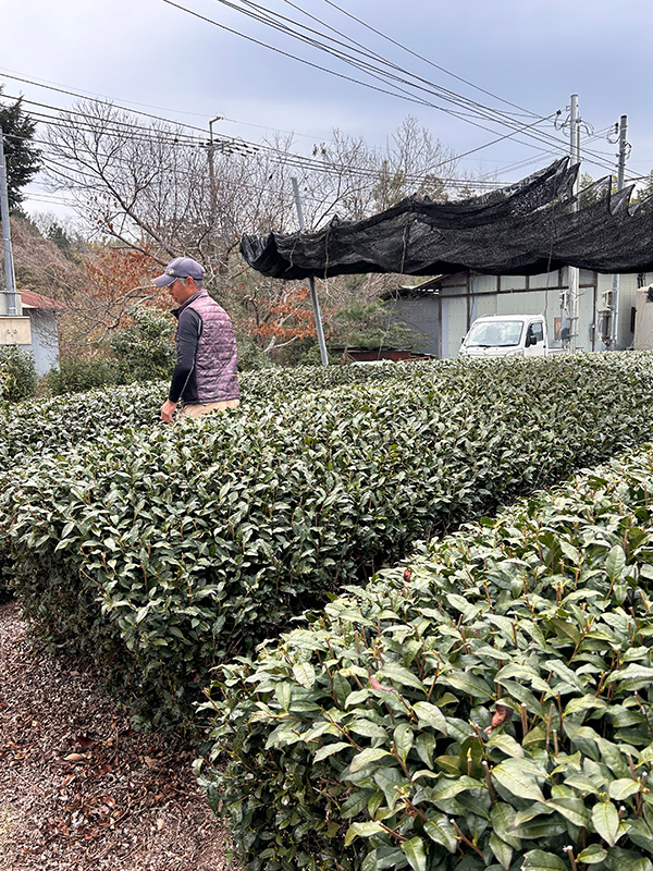 Mujo Matcha