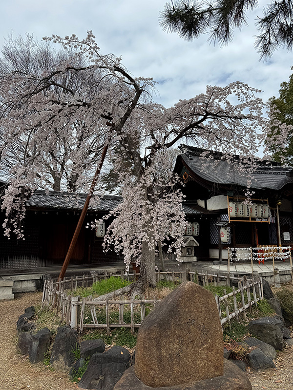 Mujo Matcha
